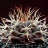 Gymnocalycium_stuckertii_1